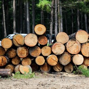 Timber Theft Cherokee County February 2020