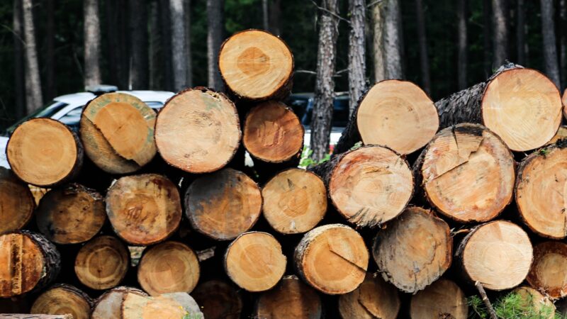 Timber theft logs