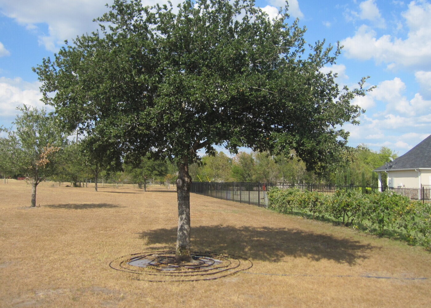 A tree that is being watered during a drought using a soccer hose