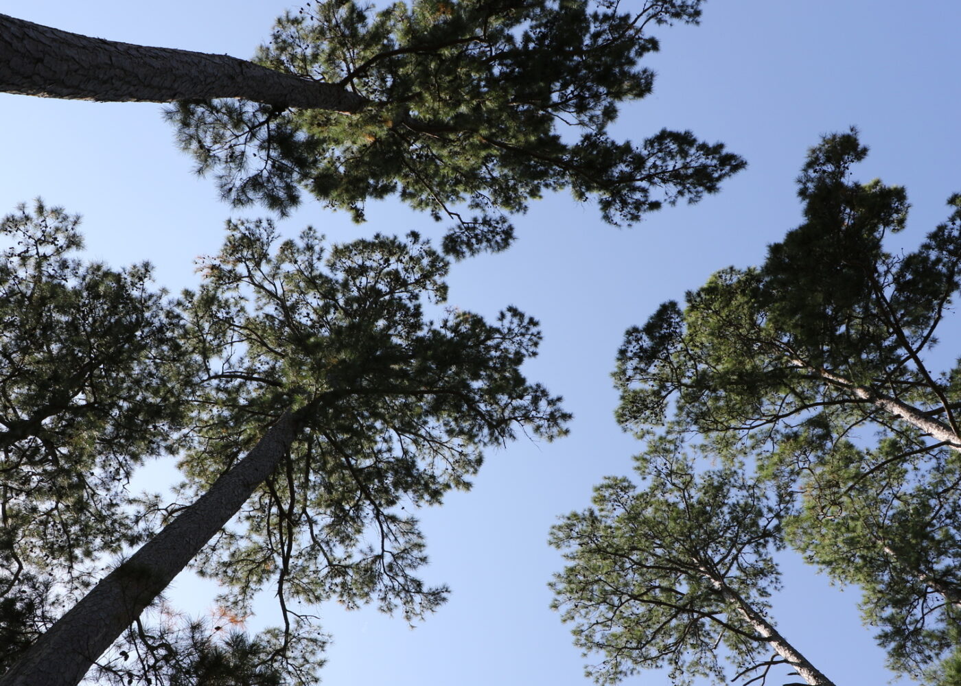 Una vista hacia arriba de la copa de un árbol dispersa con el cielo azul