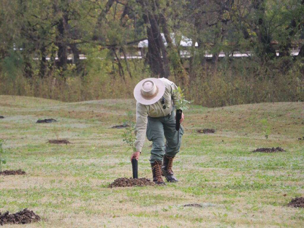 Man placing tree in the ground