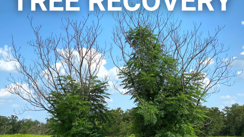 Tree Recovery Thumbnail