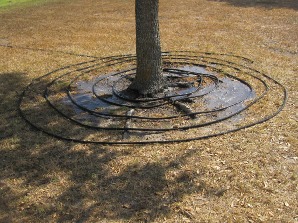 A close up of a tree being watered by a coiled soaker hose arranged in a circular pattern around the base of the tree