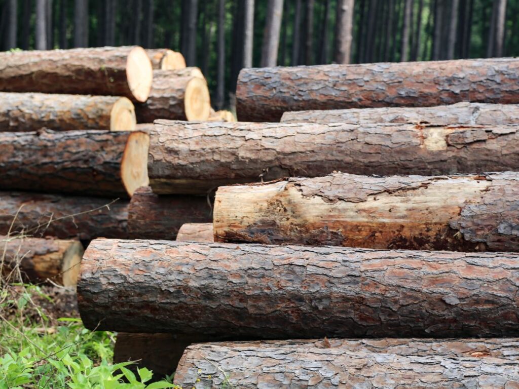 Tree logs laying on ground
