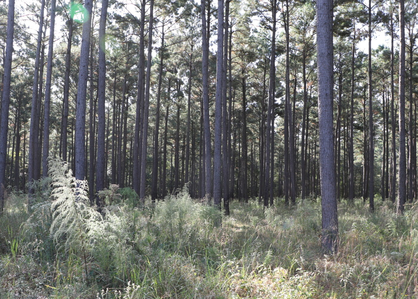 A forest of thin tall trees amongst grass and shrubs