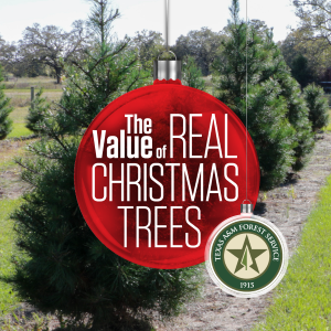 The value of real Christmas trees