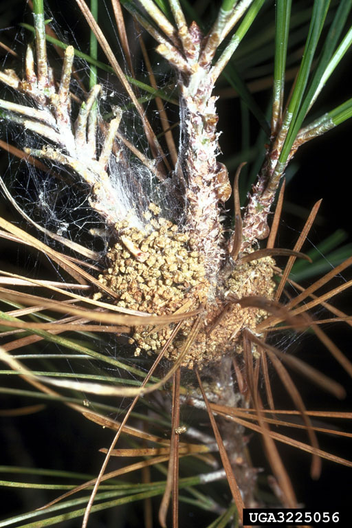 A close up of a web worm nest on a pine branch