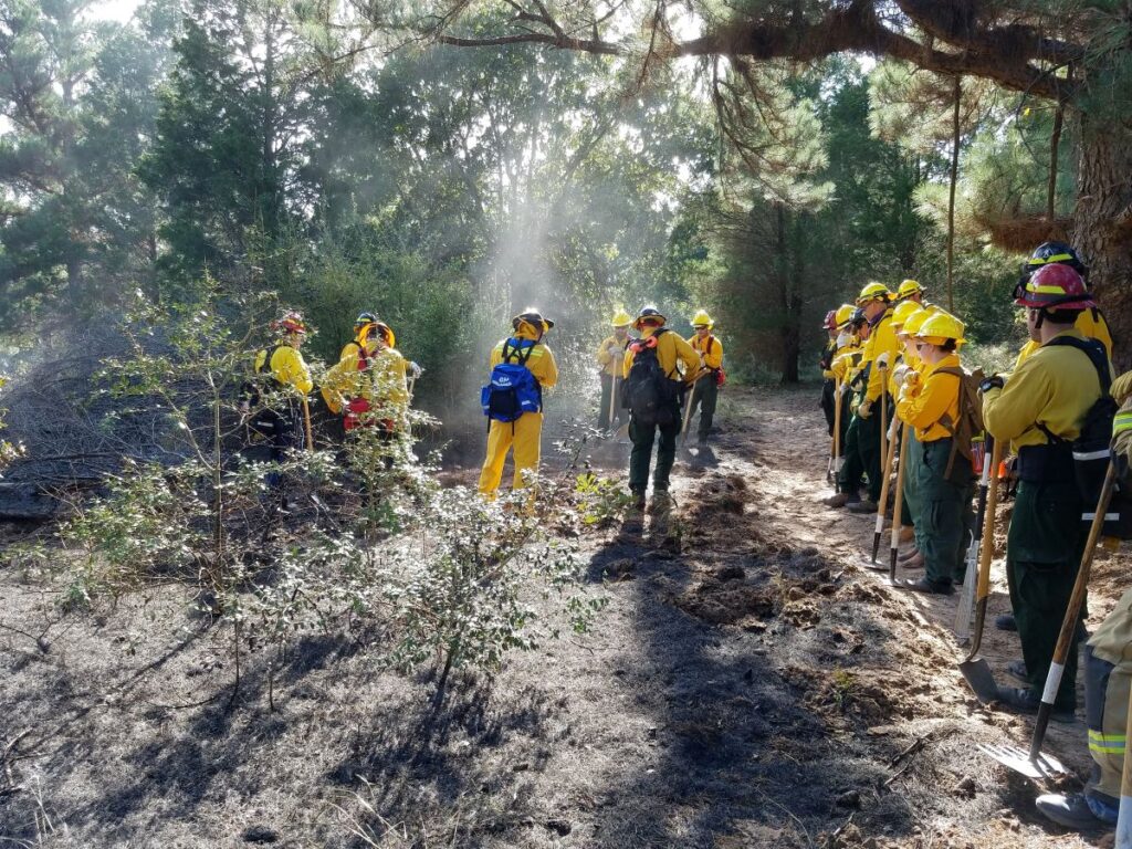 Wildland firefighters standing in forest
