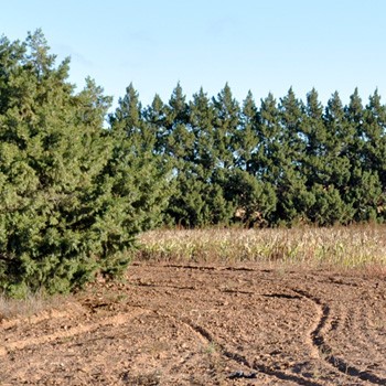 Windbreaks 2019