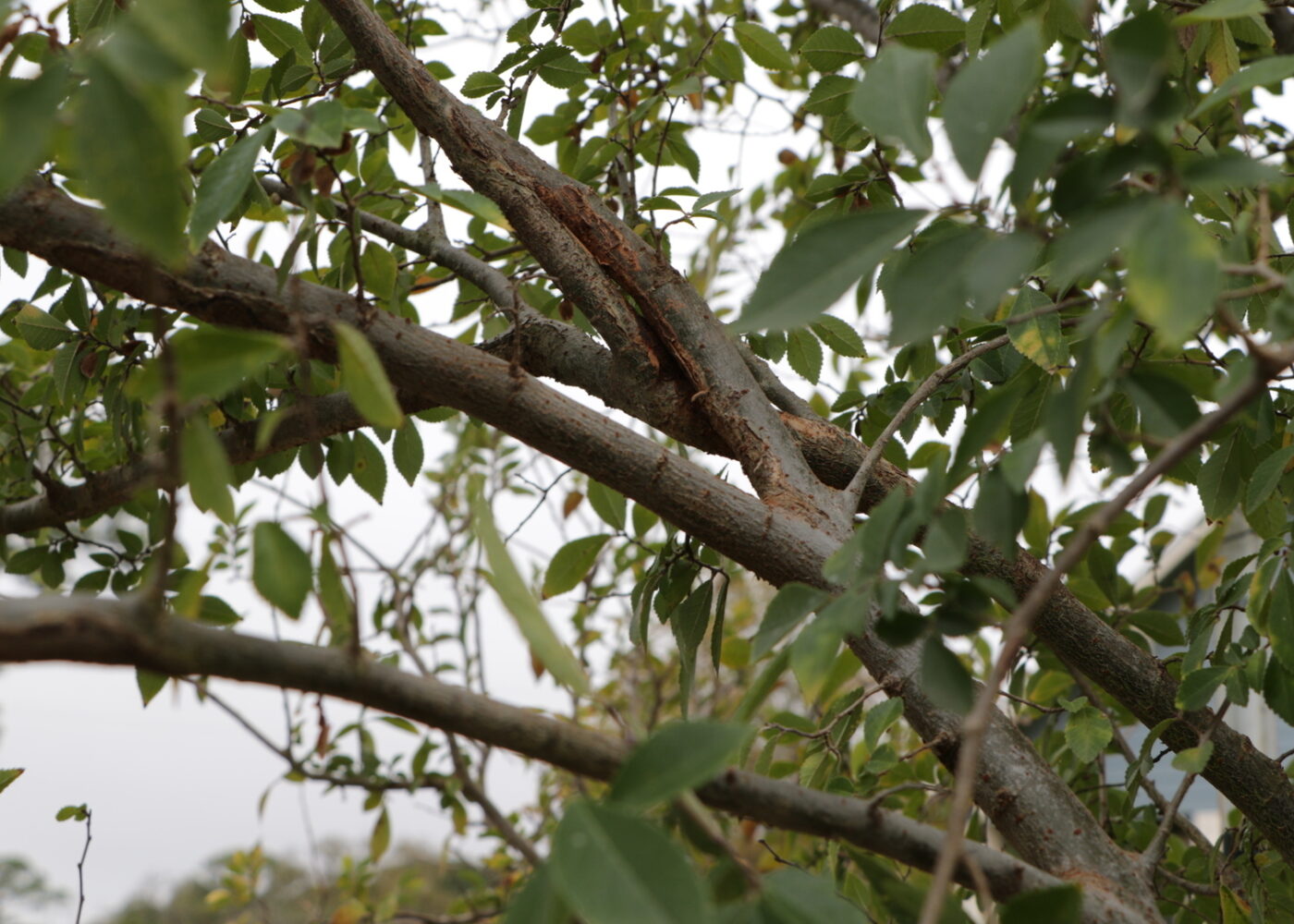 A close up of a young tree branch