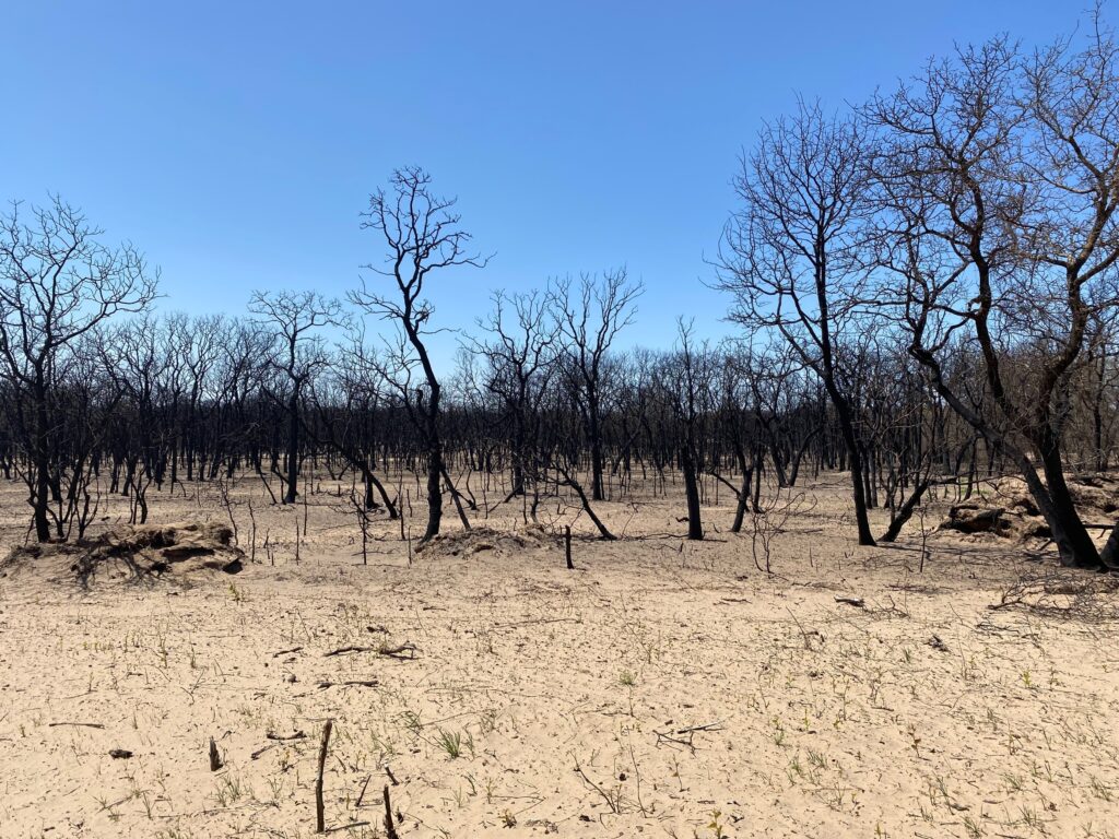 Trees burned from fire