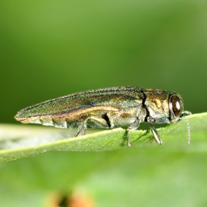 EAB