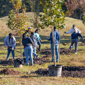 Community Forestry Grants