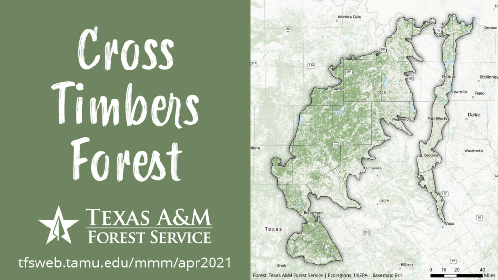 Map of forestland in North Texas' east and west cross timbers ecoregions, created using Forest Inventory and Analysis data with environmental variables. Made with ArcGIS Pro and Adobe Illustrator.