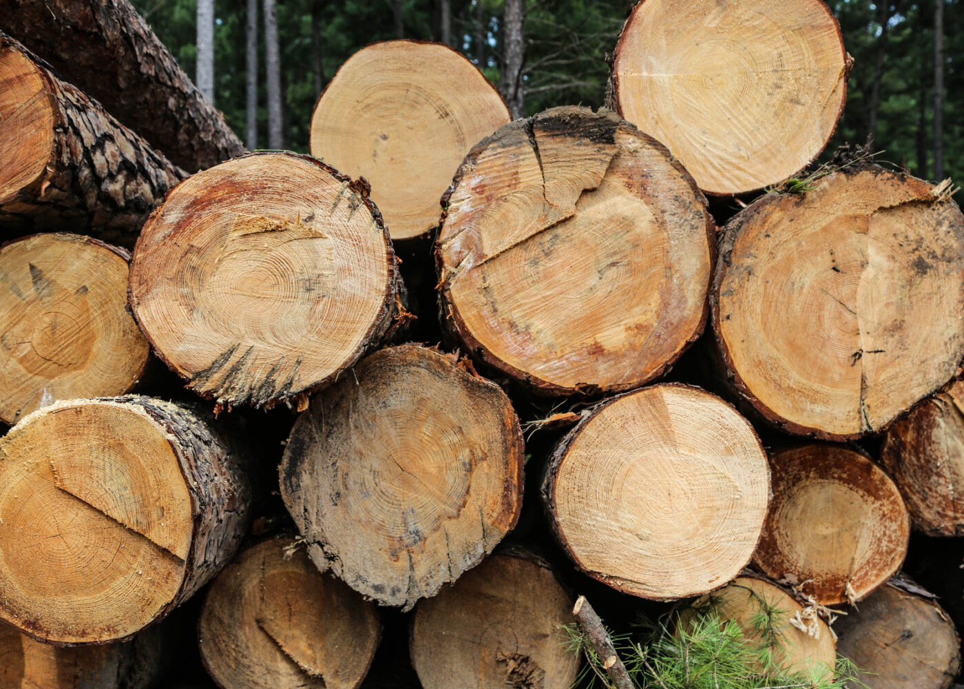 Cross section of logs in a stack of cut trees