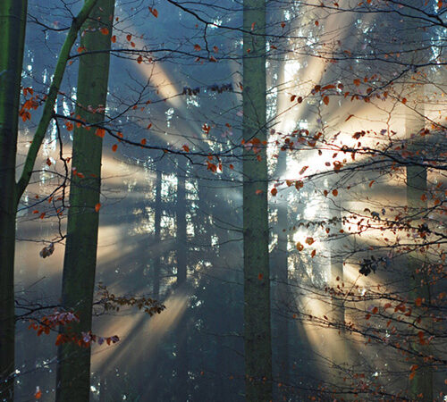 Forest Light