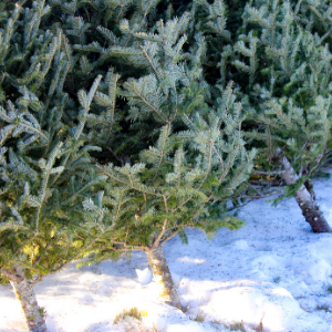 how to dispose of real christmas tree