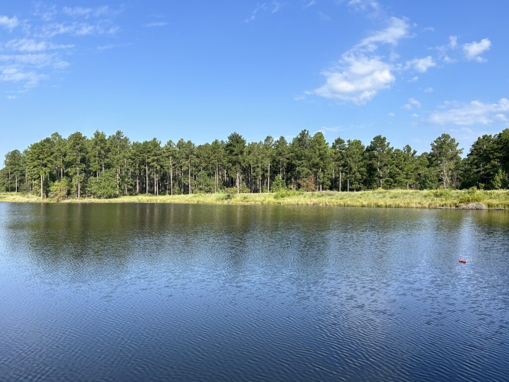 A view of a lake with a backdrop of trees