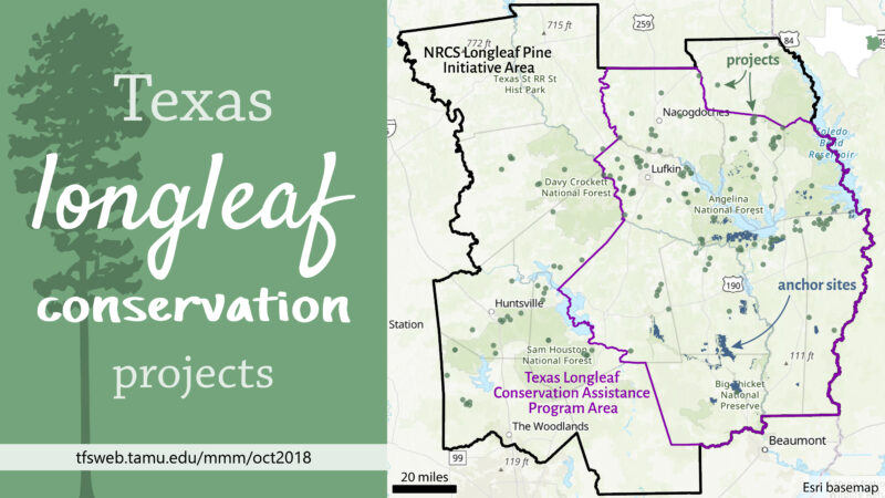 Map showing regions in Texas for longleaf conservation projects, highlighting NRCS Longleaf Pine Initiative and Texas Longleaf Conservation Assistance Program areas. Includes cities like Lufkin, Nacogdoches, and the Sam Houston National Forest.