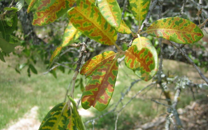 oakwilt