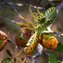 oak wilt thumnail