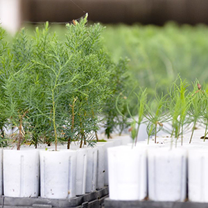Seedlings