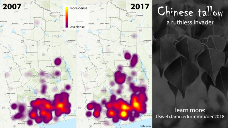 A comparative density map from 2007 to 2017 showing the spread of Chinese tallow in Texas. The left map shows lower density, while the right map displays increased density. Text: Chinese tallow, a ruthless invader.