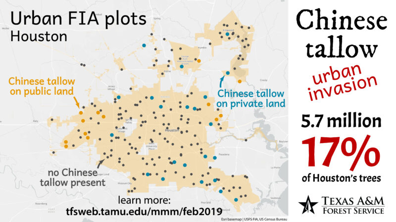 A map of Houston showing Chinese tallow tree distribution. Yellow dots indicate public land presence, blue dots show private land presence, and black dots indicate absence. Text highlights 5.7 million trees, 17% of Houston's total.