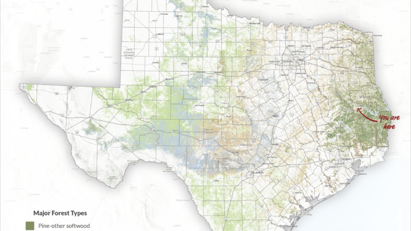 Map of Texas showing various forest types. It includes pine-oak, oak-pine, upland hardwood, bottomland hardwood, mesquite, and juniper woodlands. The map highlights forest distribution with a color-coded legend and scale bar.