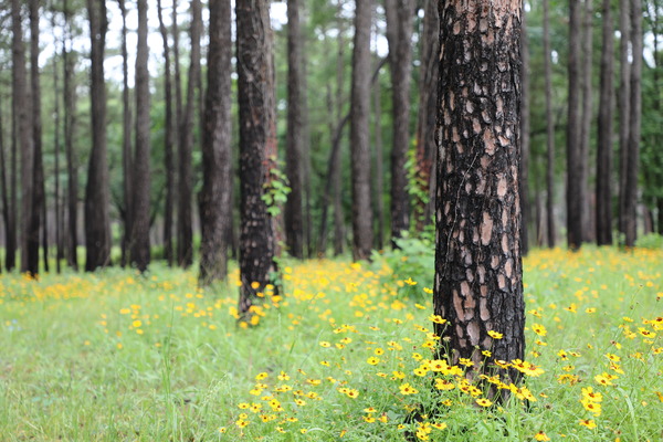 A forest of trees and yellow flowers