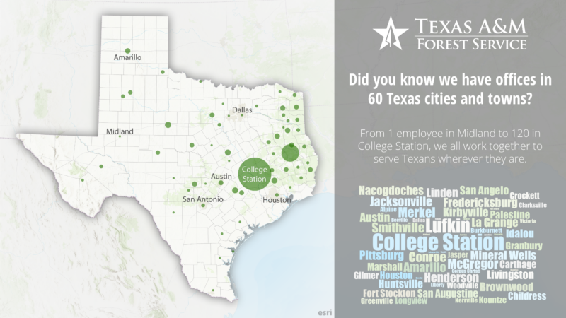 Map of Texas highlighting Texas A&M Forest Service office locations with green dots. The largest dot is in College Station. A text bubble notes offices in 60 cities/towns, with a word cloud listing some, like Amarillo and Houston. Texas A&M Forest Service logo present.