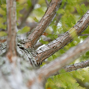 Urban forestry funding