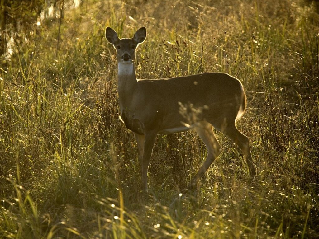 Deer in field