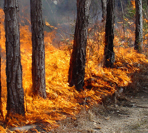 Wildfire