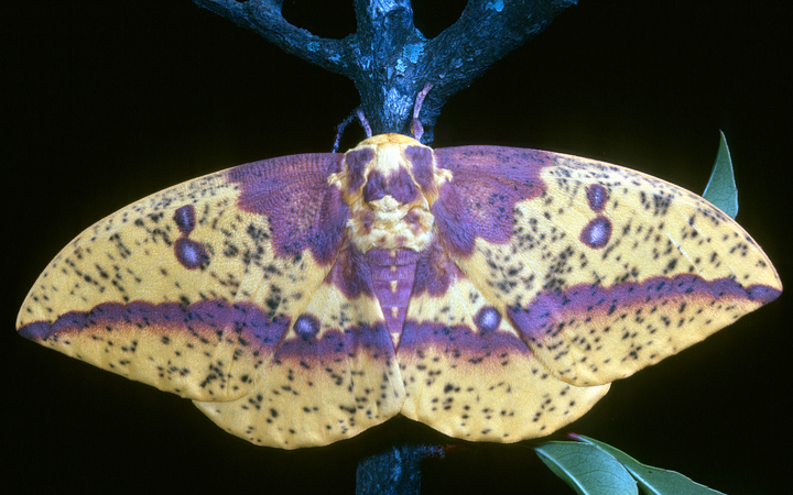 A yellow moth with purple spots and stripes