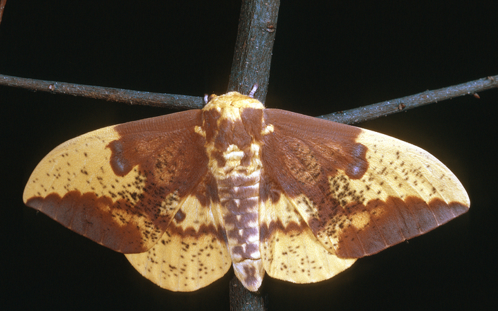 A yellow moth with brown spots and stripes
