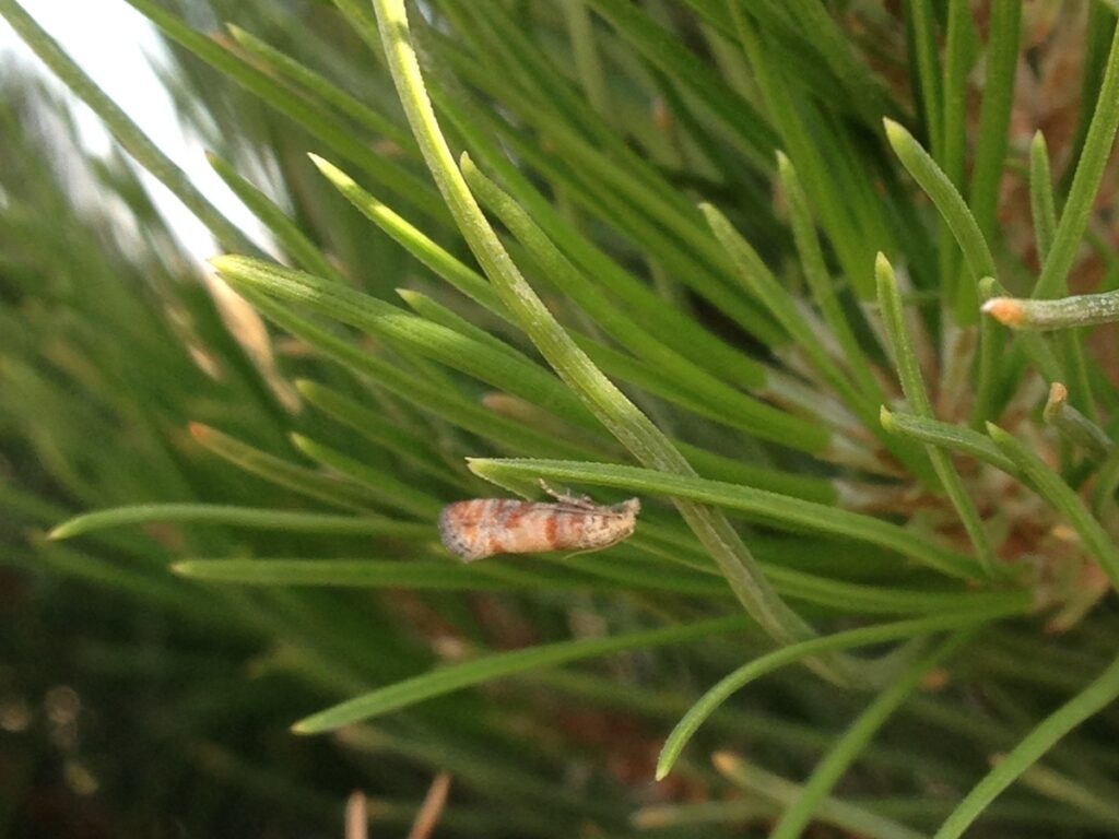 An adult pine tip moth hangs on to the underside of a pine needle