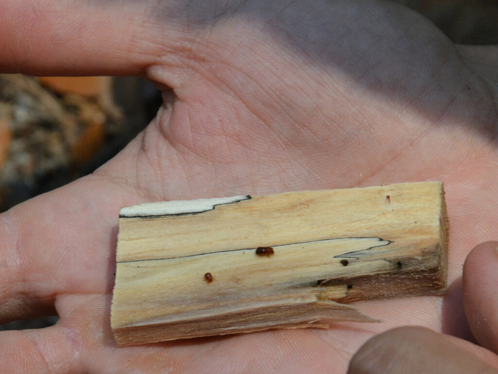 An ambrosia beetle sits on top of a damaged piece of wood