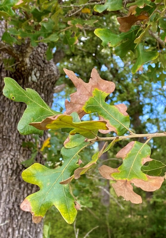 a closeup of a bur oak leaf that is showing signs of bacterial leaf scorch