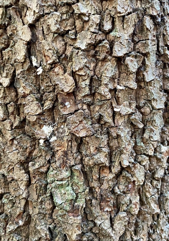 A closeup of the bark of a tree with white fungus looking spots showing signs of laurel wilt