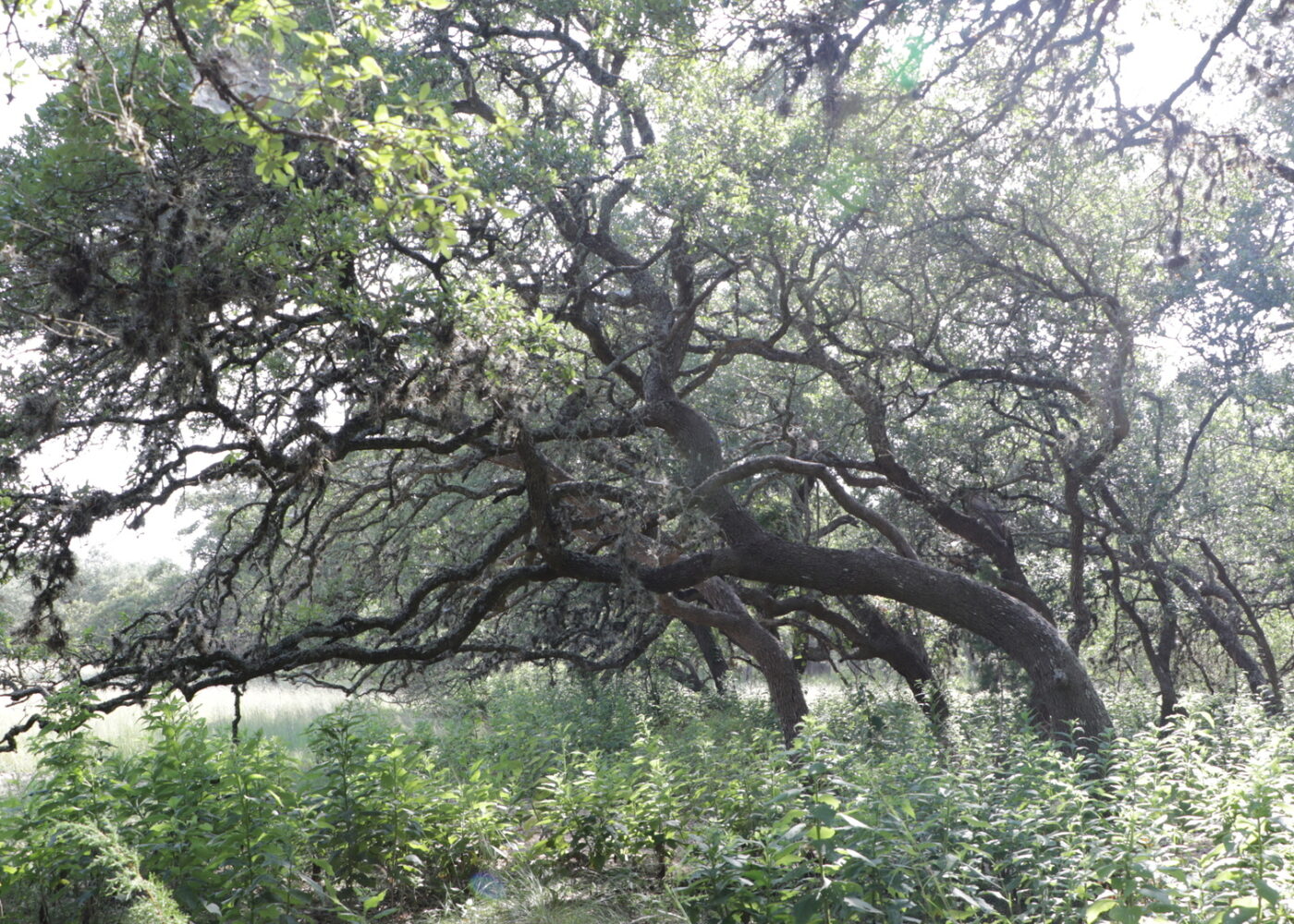 A large tree growing with a curved leaning trunk extending off to the side