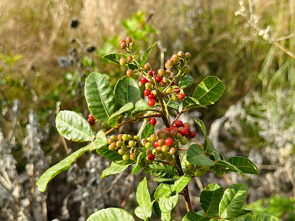 Un árbol de pimienta brasileña con frutos rojos