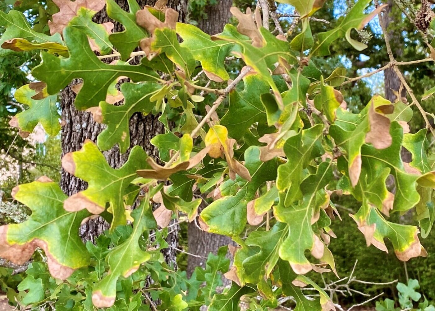 a close up of a group of bar oak leaves that have been infected with the bacterial leaf scorch