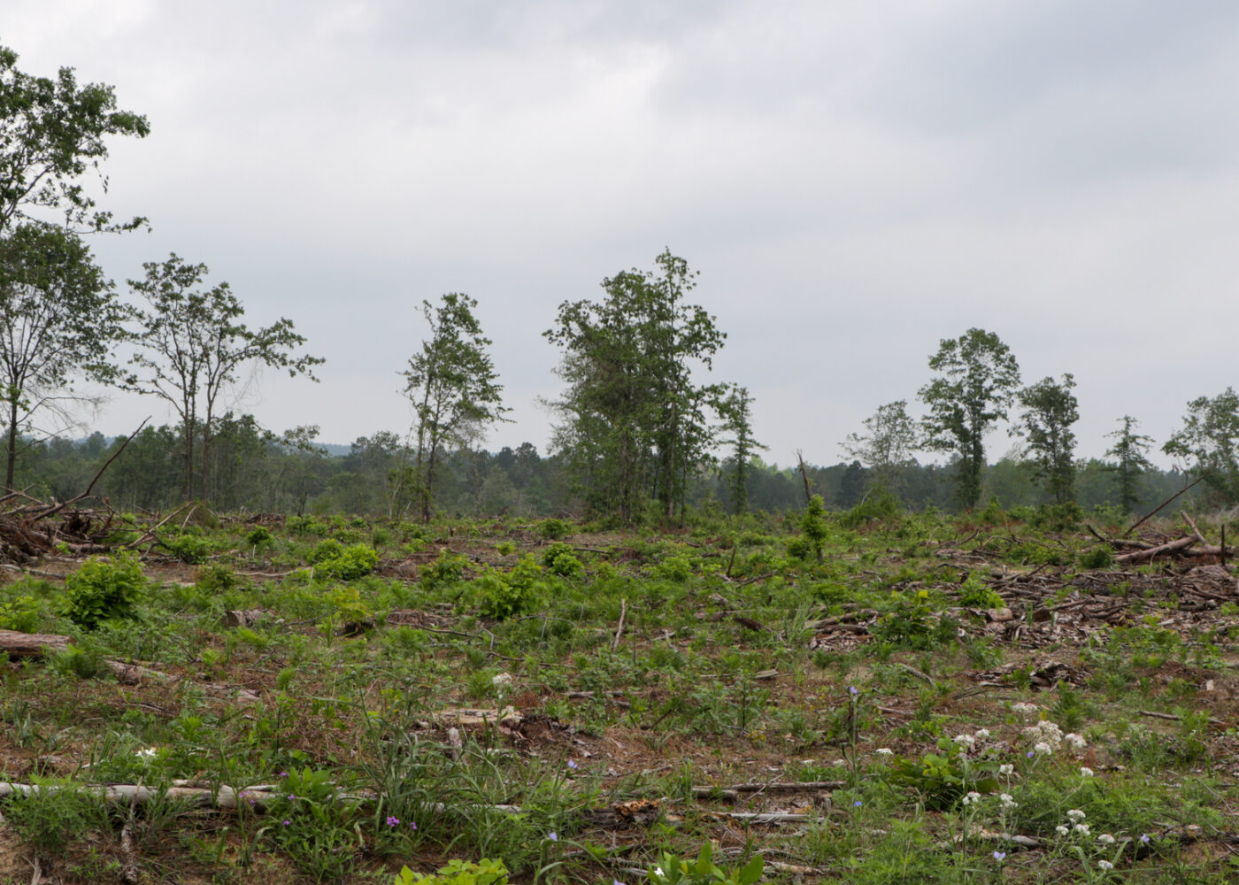 A forest that has been clear cut with a few trees in the background
