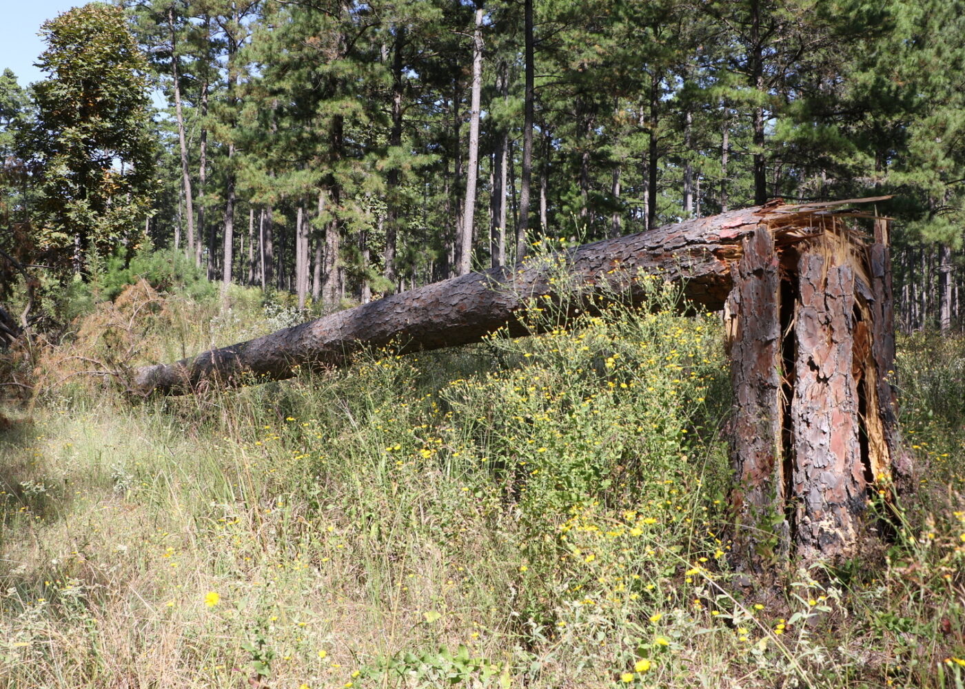 A tree that is snapped close to the base and fall into the side