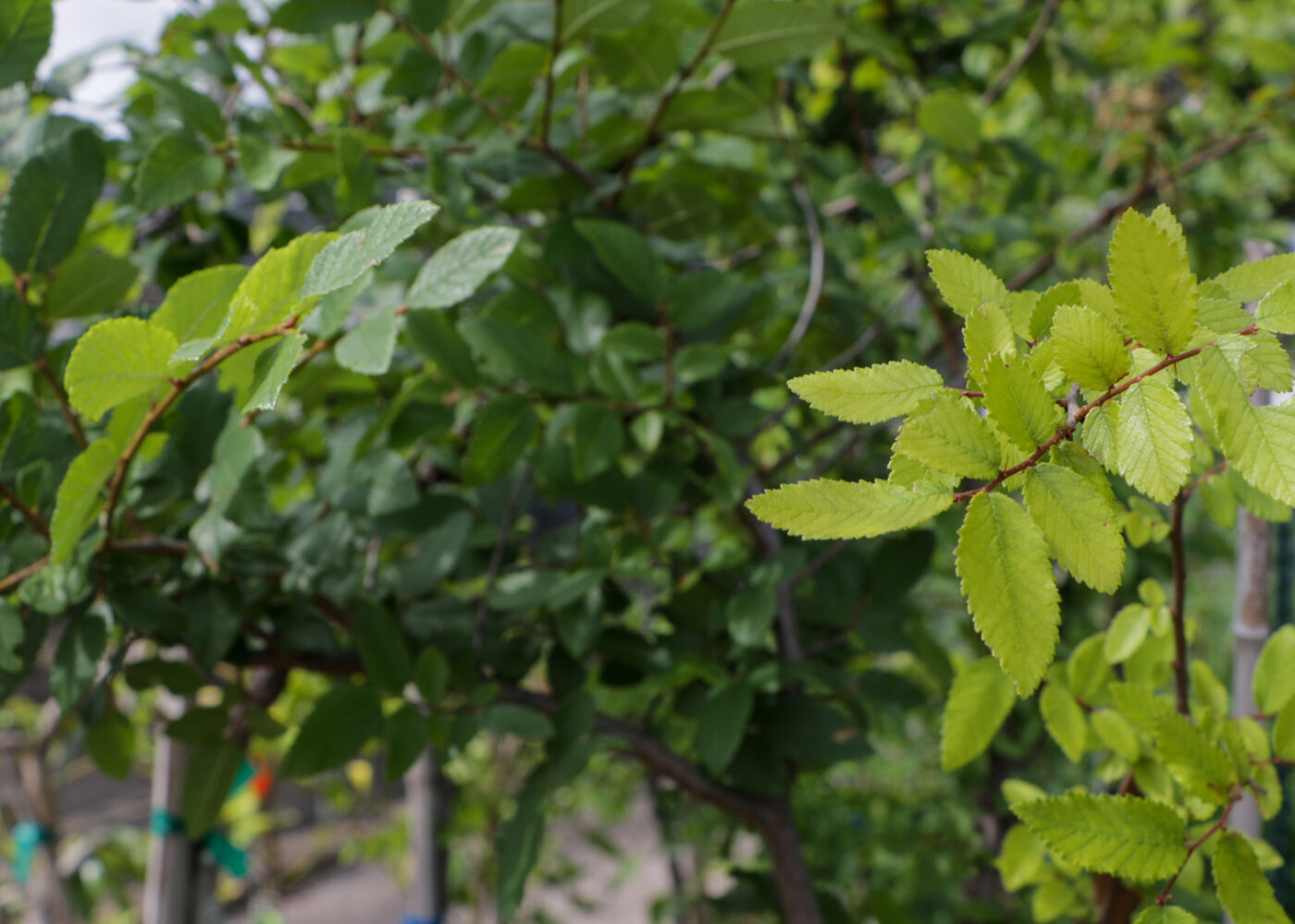Un primer plano de un olmo y un cedro que han sido injertados