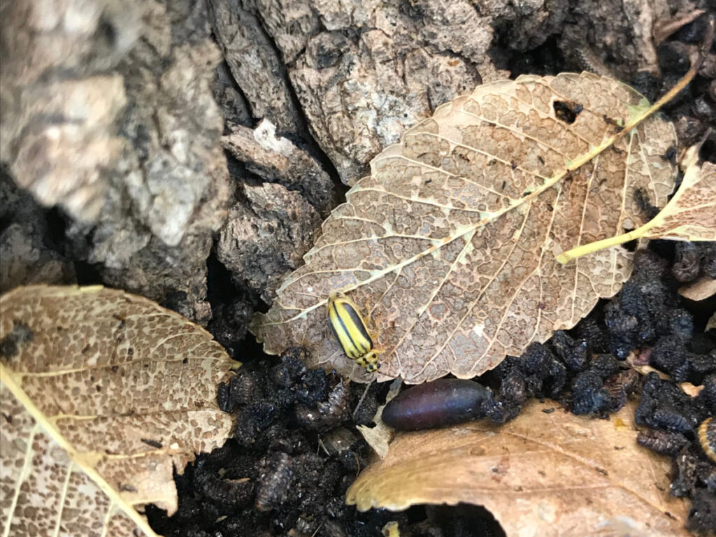 Un escarabajo de la hoja del olmo encima de una hoja marrón