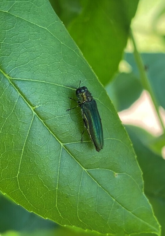 A close up of an emerald ash borer on a leaf