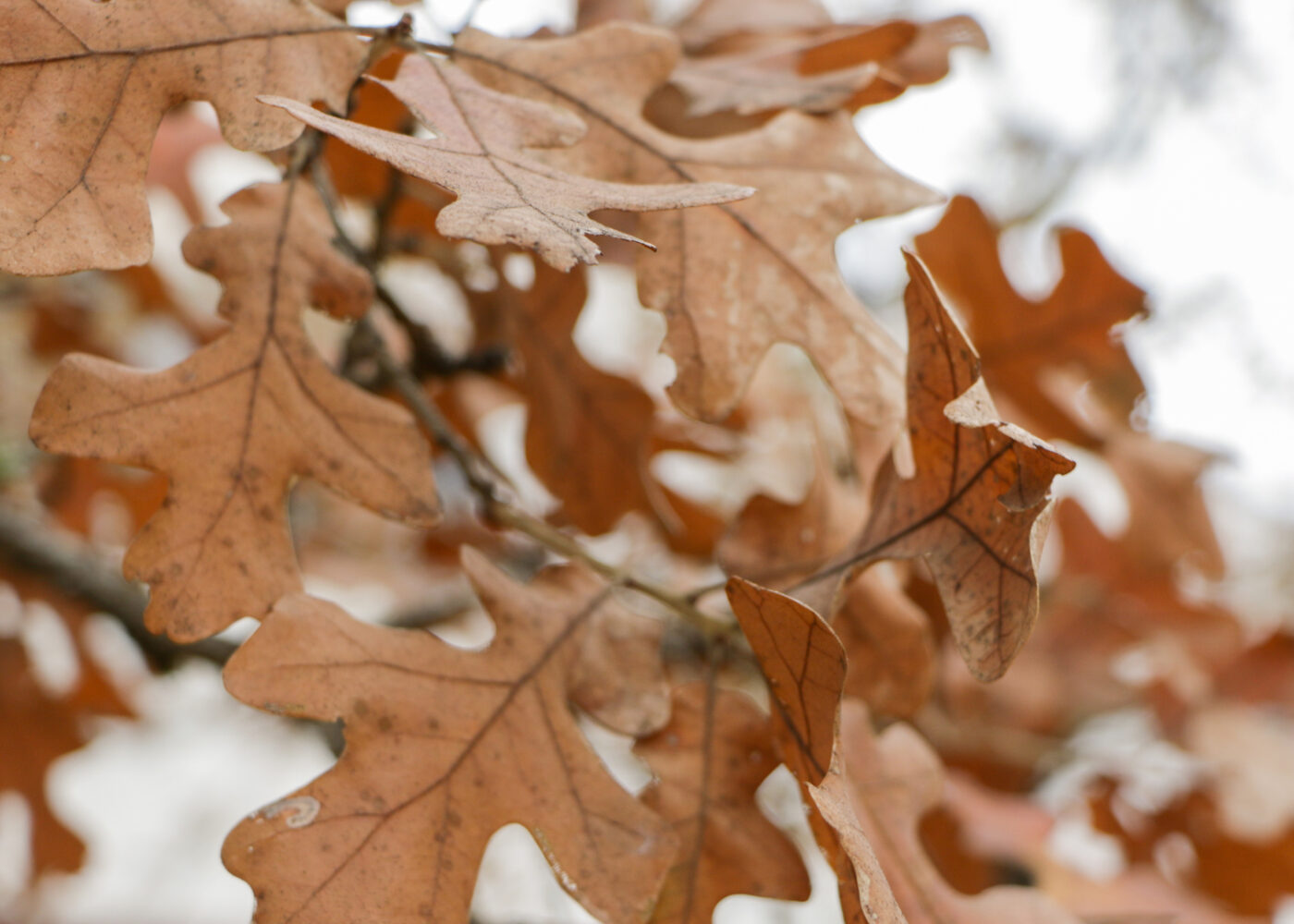 A closeup of a branch of fall oak leaves