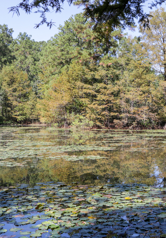 a body of water with floating lily pads and a line of trees in the background